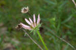 Tennessee purple coneflower